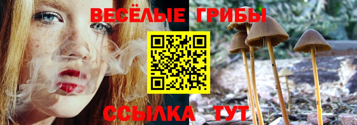 Псилоцибиновые грибы Psilocybine cubensis Старая Купавна